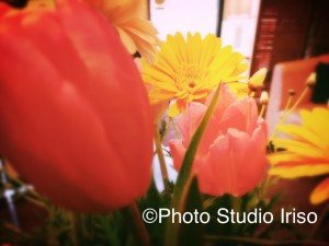 ©Photo Studio Iriso