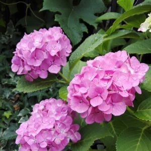 IMG_20160616_075607
