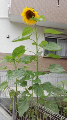 IMG_20160616_075627