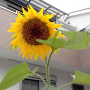 IMG_20160616_075631