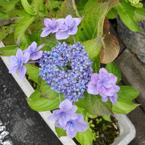 IMG_20160616_075750